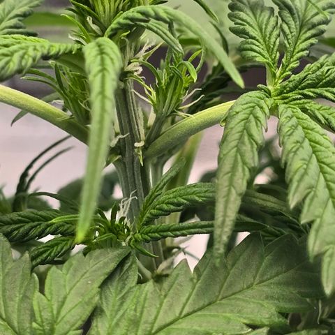 Stardawg #1  growlog timeline photo