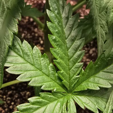 Stardawg #1  growlog timeline photo