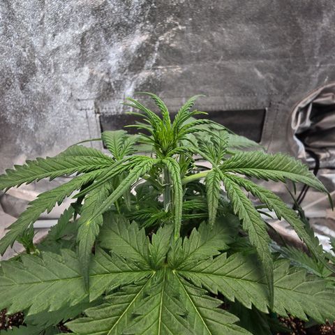 Stardawg #1  growlog timeline photo