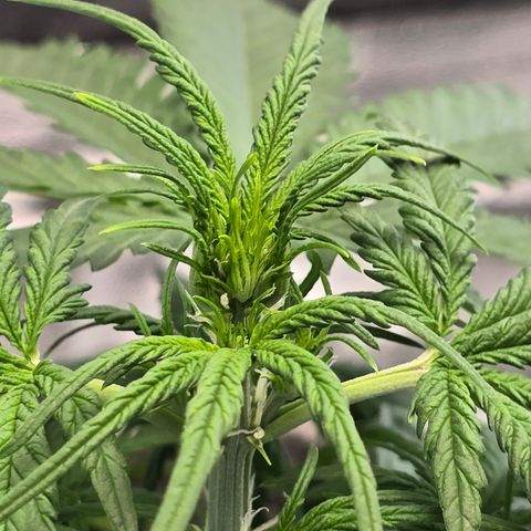 Stardawg #1  growlog timeline photo