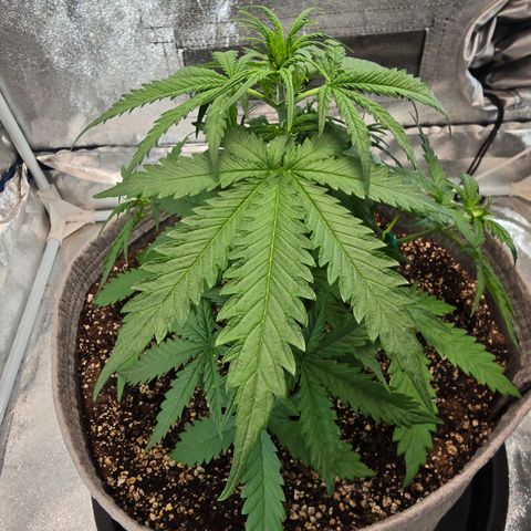 Stardawg #1  growlog timeline photo
