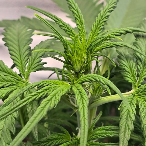 Stardawg #1  growlog timeline photo