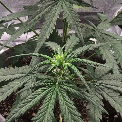 Stardawg #1  growlog timeline photo