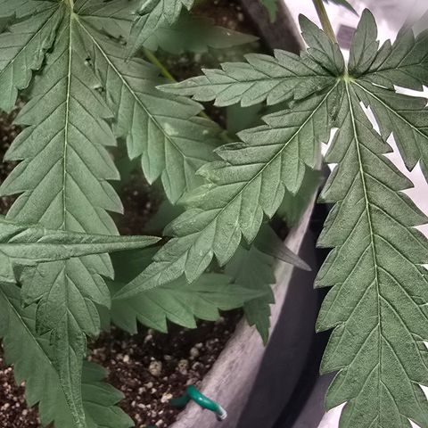 Stardawg #1  growlog timeline photo