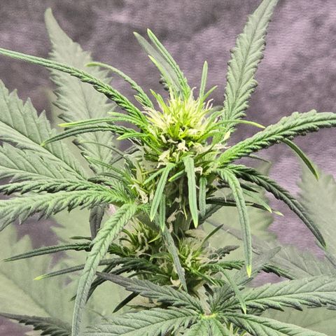 Stardawg #1  growlog timeline photo