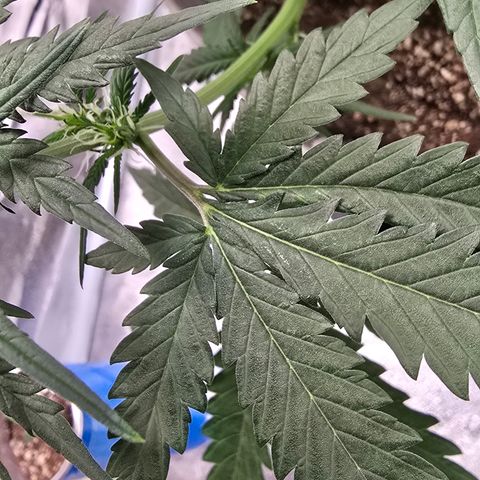 Stardawg #1  growlog timeline photo