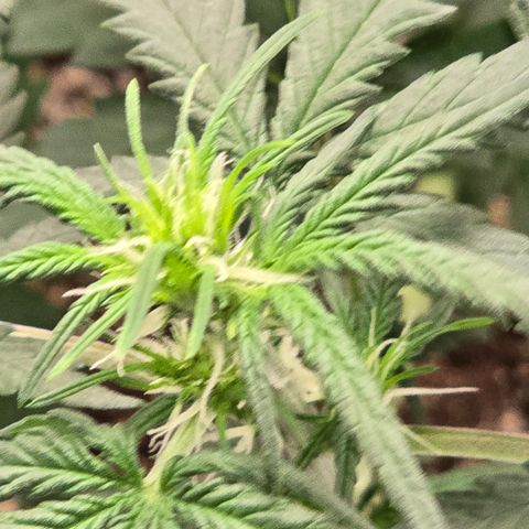 Stardawg #1  growlog timeline photo