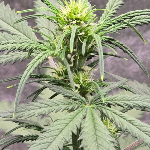 Stardawg #1  growlog timeline photo