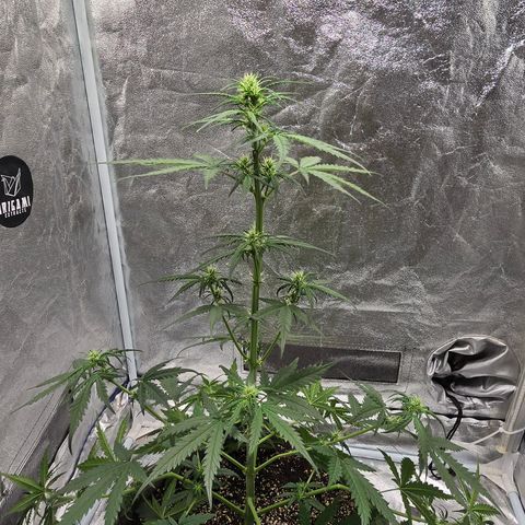 Stardawg #1  growlog timeline photo
