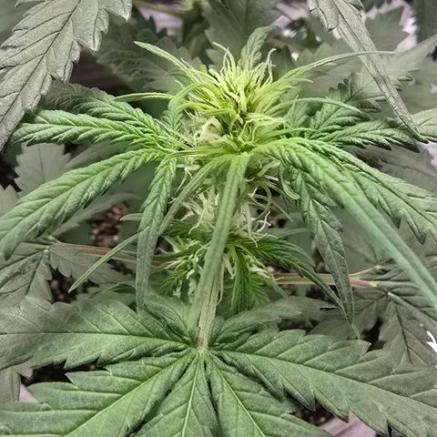 Stardawg #1  growlog timeline photo
