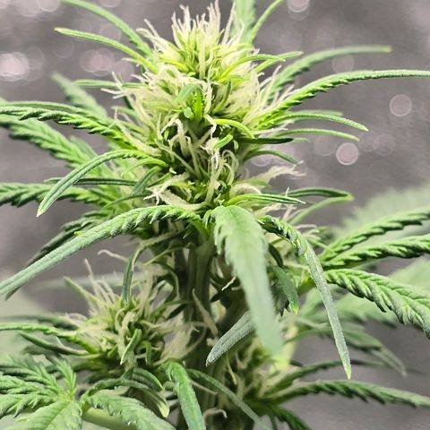 Stardawg #1  growlog timeline photo