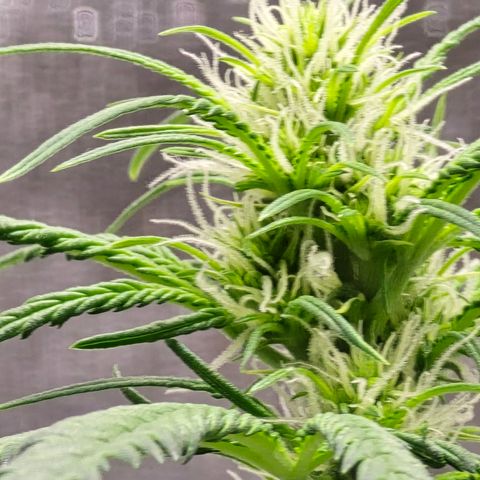 Stardawg #1  growlog timeline photo