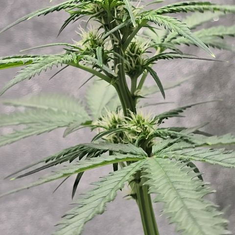 Stardawg #1  growlog timeline photo