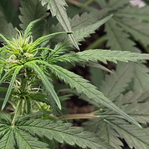 Stardawg #1  growlog timeline photo