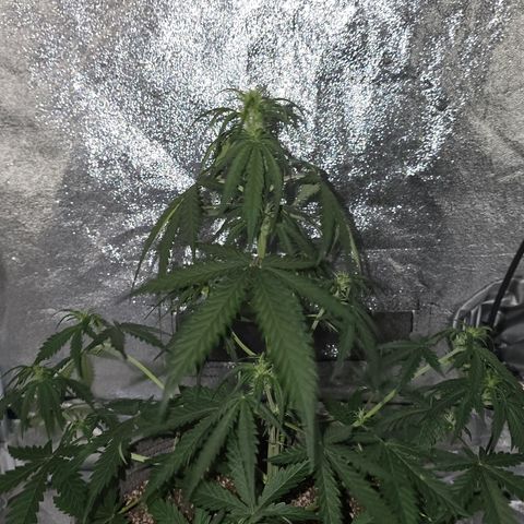 Stardawg #1  growlog timeline photo