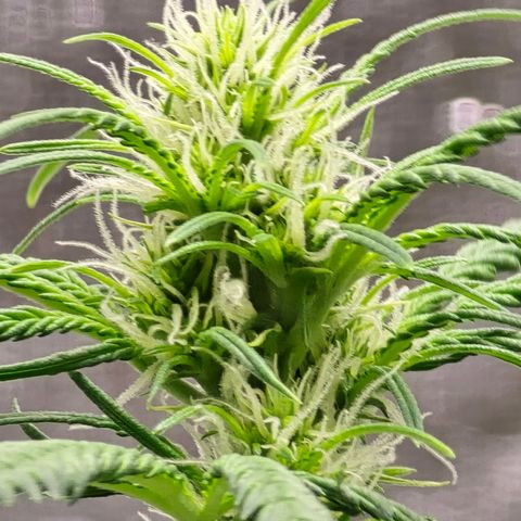 Stardawg #1  growlog timeline photo