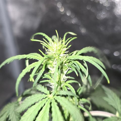 Stardawg #1  growlog timeline photo