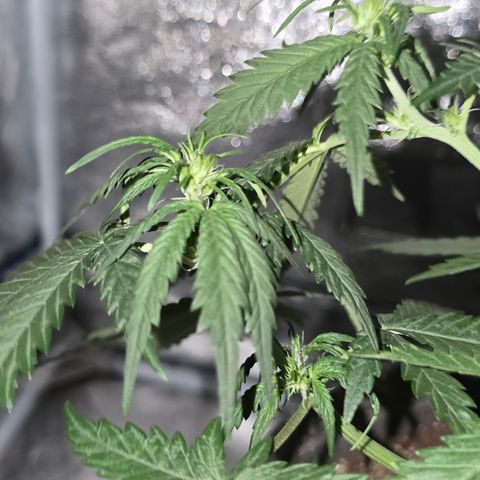 Stardawg #1  growlog timeline photo