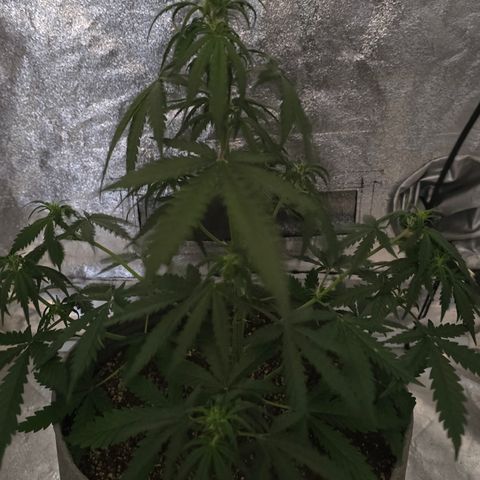 Stardawg #1  growlog timeline photo