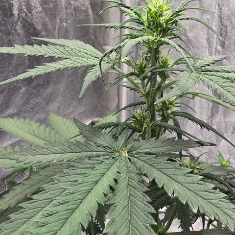 Stardawg #1  growlog timeline photo