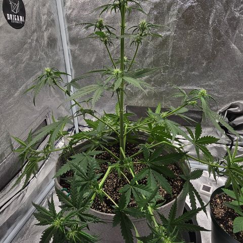 Stardawg #1  growlog timeline photo