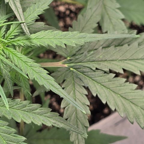 Stardawg #1  growlog timeline photo