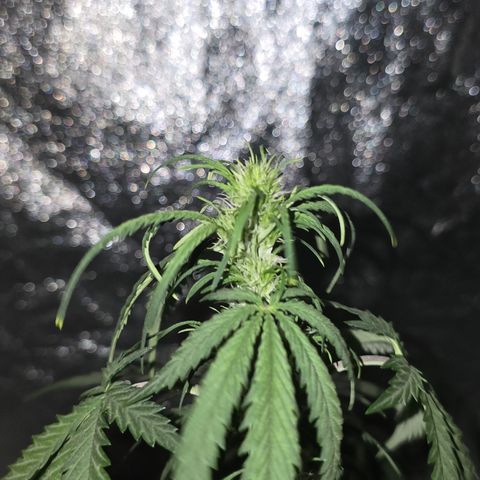 Stardawg #1  growlog timeline photo