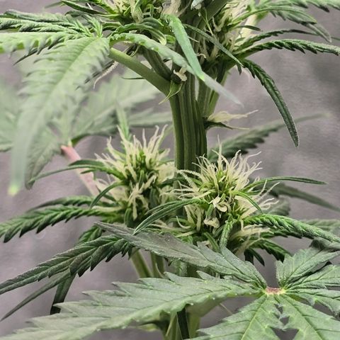Stardawg #1  growlog timeline photo