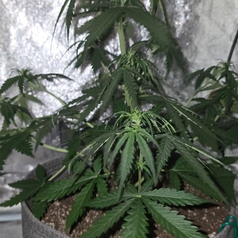 Stardawg #1  growlog timeline photo