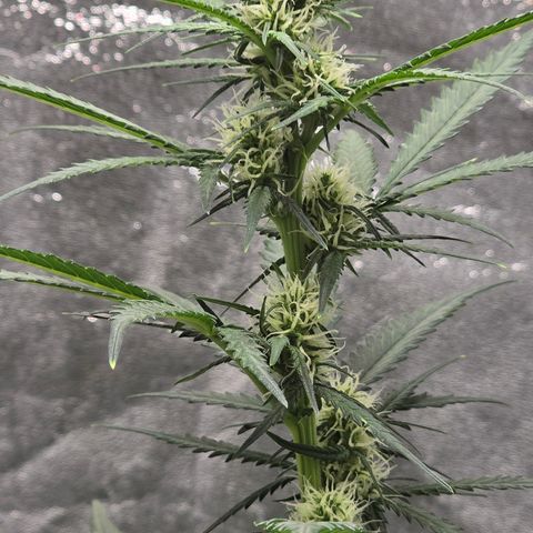 Stardawg #1  growlog timeline photo