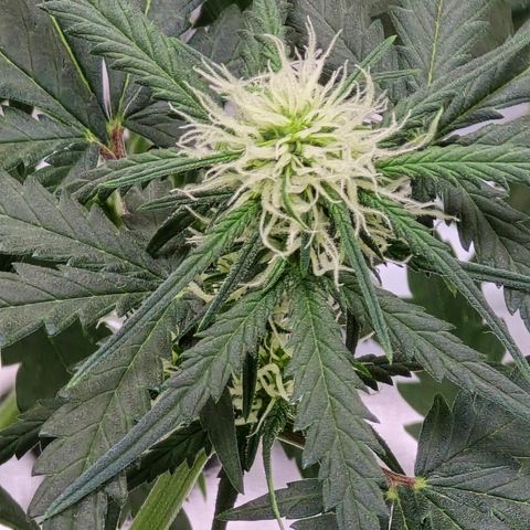 Stardawg #1  growlog timeline photo