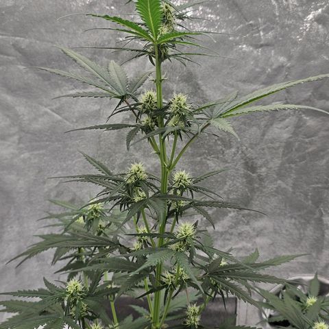 Stardawg #1  growlog timeline photo