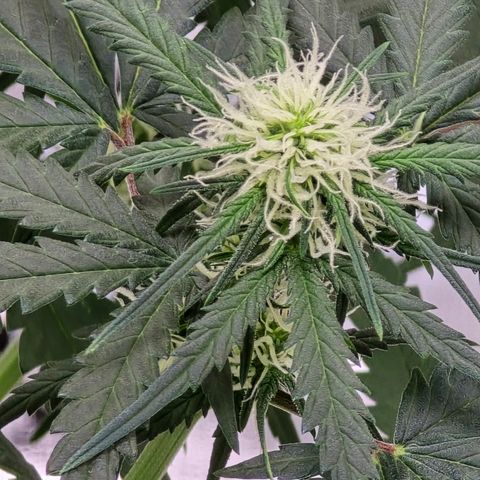 Stardawg #1  growlog timeline photo