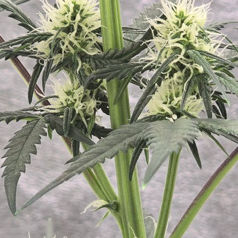 Stardawg #1  growlog timeline photo