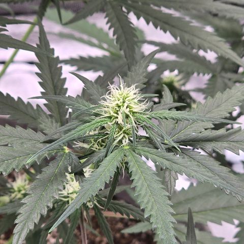 Stardawg #1  growlog timeline photo