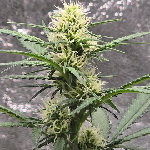 Stardawg #1  growlog timeline photo