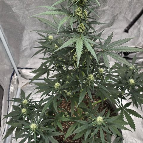Stardawg #1  growlog timeline photo