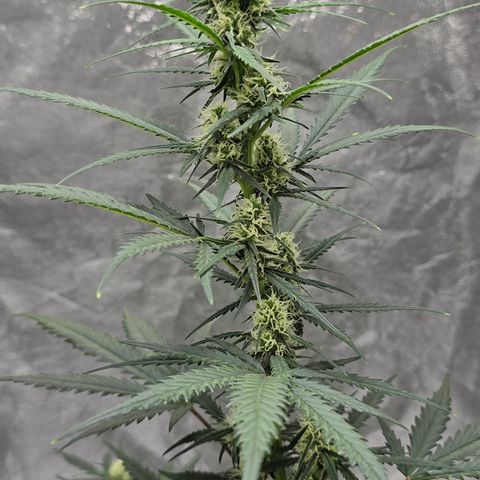 Stardawg #1  growlog timeline photo