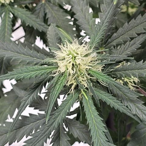 Stardawg #1  growlog timeline photo