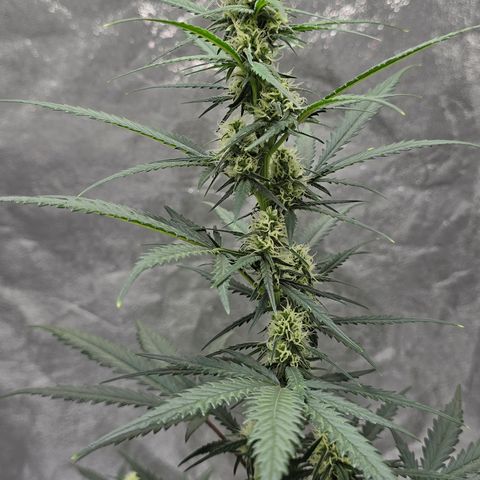 Stardawg #1  growlog timeline photo