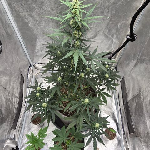 Stardawg #1  growlog timeline photo