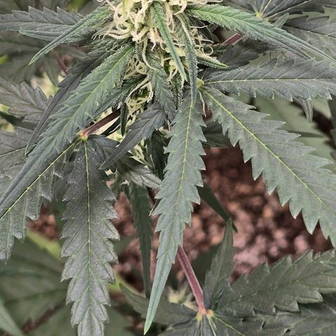 Stardawg #1  growlog timeline photo