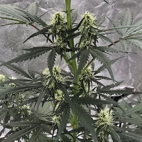 Stardawg #1  growlog timeline photo