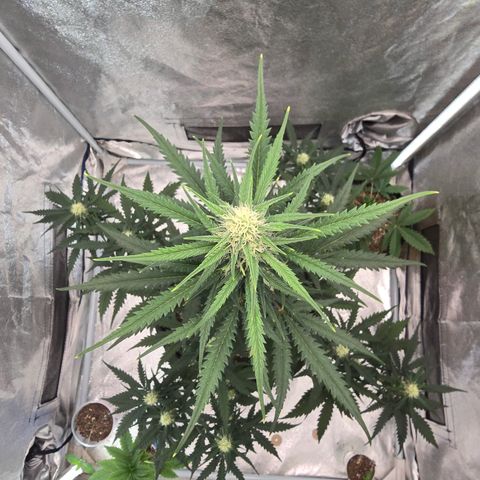 Stardawg #1  growlog timeline photo