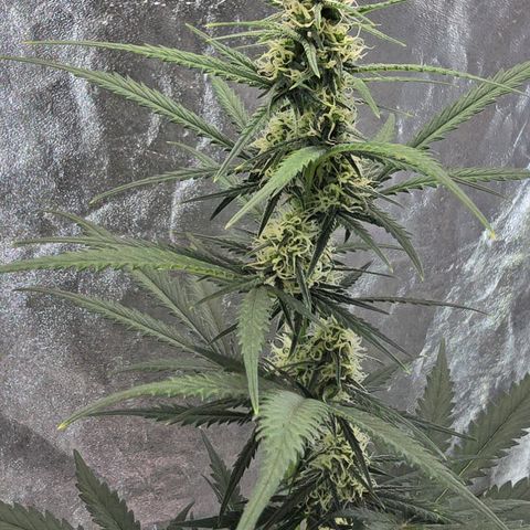 Stardawg #1  growlog timeline photo