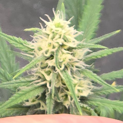 Stardawg #1  growlog timeline photo