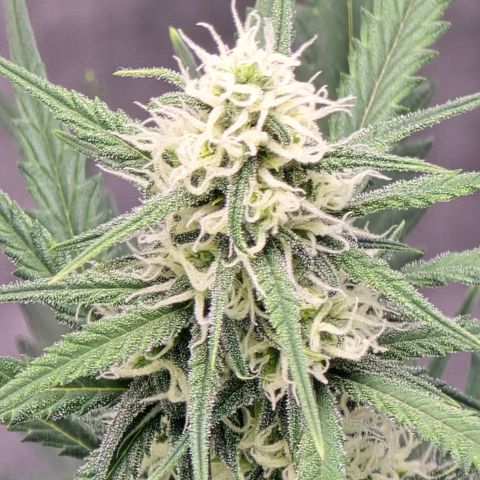 Stardawg #1  growlog timeline photo