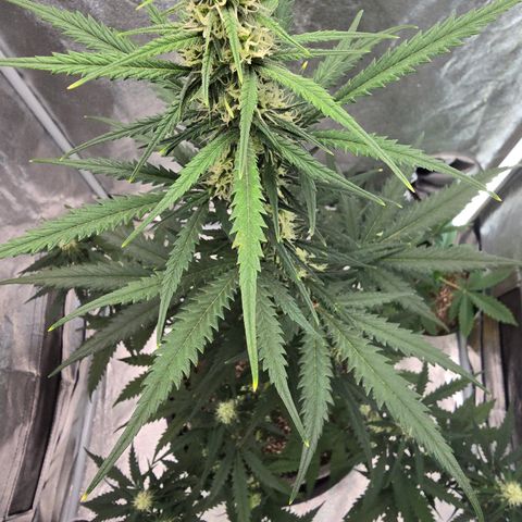 Stardawg #1  growlog timeline photo