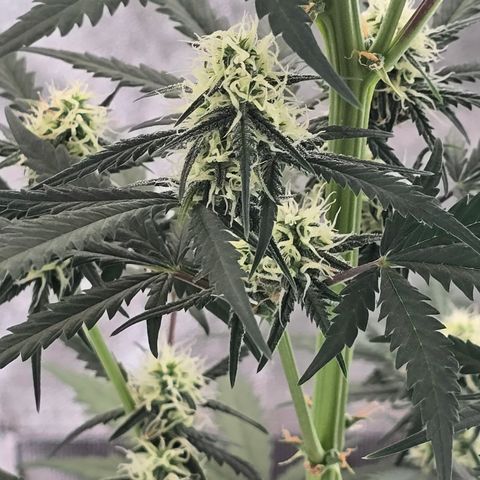 Stardawg #1  growlog timeline photo