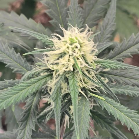 Stardawg #1  growlog timeline photo